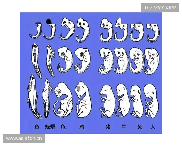 伊萨克从天才少年到纽卡核心的进化路径解析